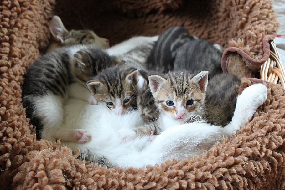 kitten, kitty, pet, animal, mammal, domestic cat, sweet, baby cat, baby, small
