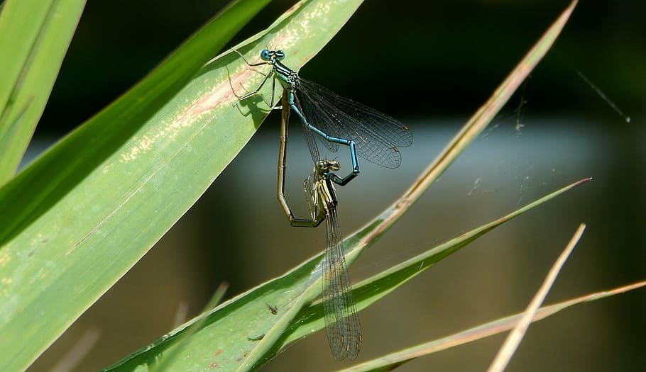 viscous, love, nature, pond, insects mating, reproduction, animal, insect, invertebrate, animal themes