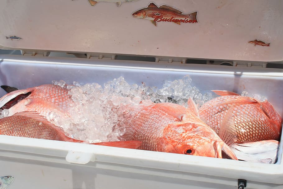 cooler, seafood, red snapper, louisiana, fishing, ice, fresh fish, saltwater, angling, gulf of mexico