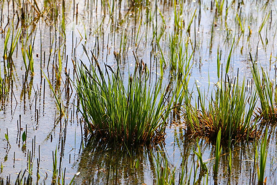 moor, grass, water, swampy, lake, plant, reflection, growth, nature, green color