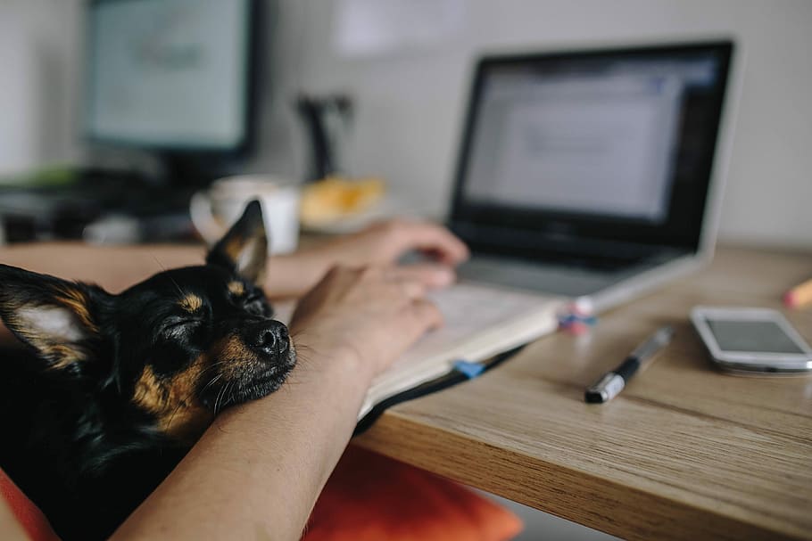 working, laptop, dog, Woman, adult, female, girl, office, workspace, workplace