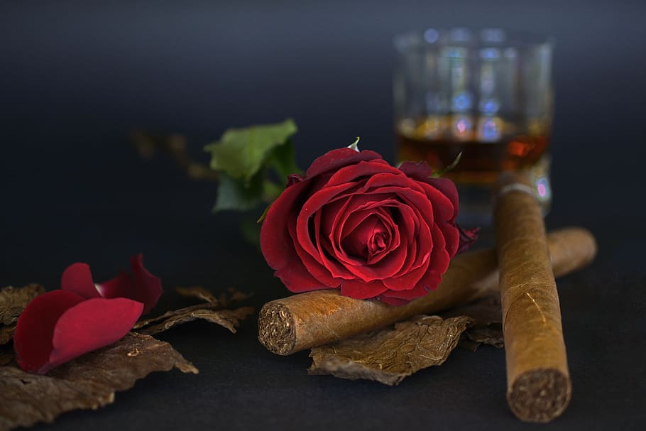 rose, red rose, cigar, tobacco leaves, whiskey glass, whisky, drink, alcohol, brandy, glass