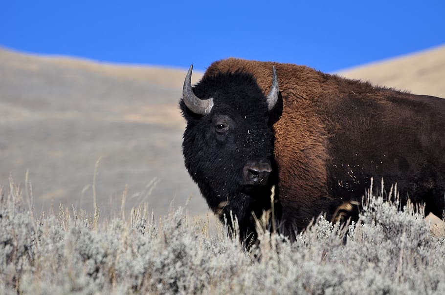 bison, yellowstone, buffalo, wild, bull, outdoors, wilderness, prairie, usa, horns