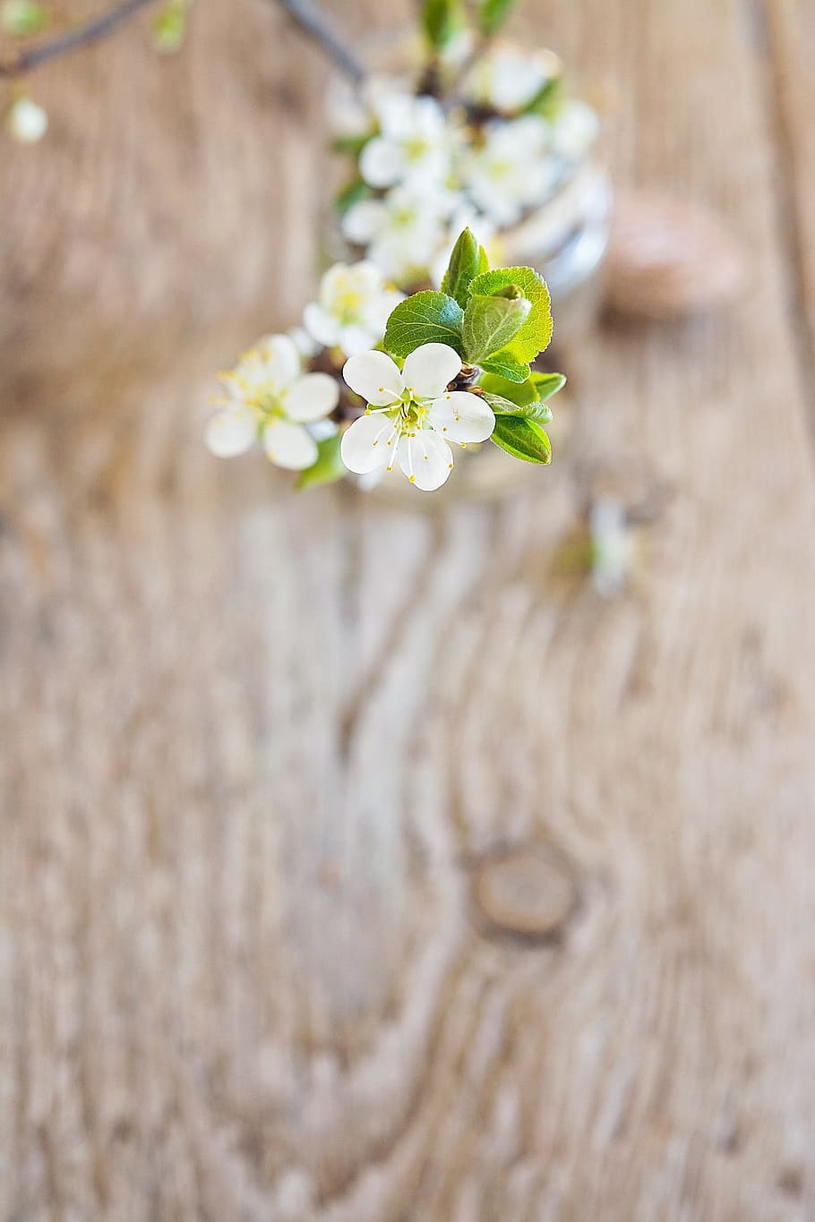 close-up photo, white, 5-petaled, 5- petaled flower, cherry blossoms, cherry blossom branch, branch, from above, flowers, white flowers