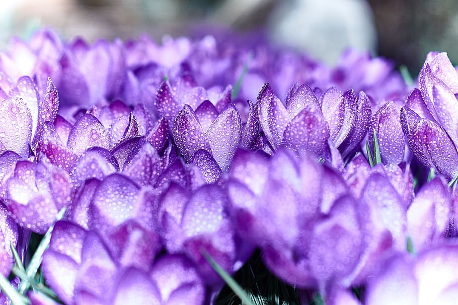 field, purple, crocus flowers, flower, crocus, spring, spring flower, violet, early bloomer, nature