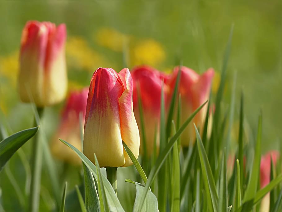 fotografi selektif, fokus, bunga tulip kuning dan merah, tulip, bunga, tulipa, merah kuning, musim semi, tanaman, tanaman berbunga