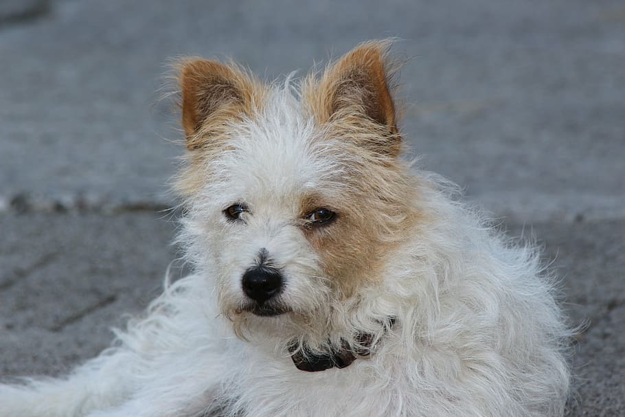yorkshire terrier, terrier, perro, mentiroso, perezoso, pelaje, gruñido, orejas, un animal, canino