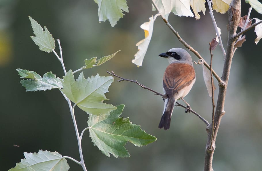 brown, gray, bird, tree, stem, daytime, lanius collurio, small, shrike general, perched