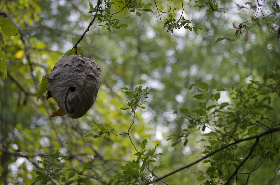 nature, wasp nest, nest, wasp, hive, stinger, natural, leaf, forest, environment