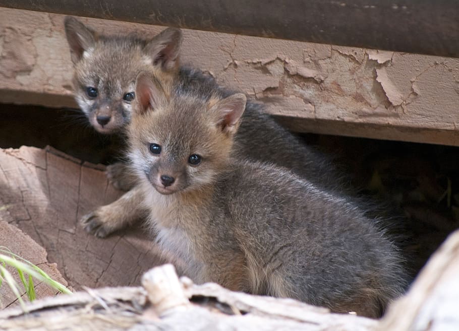 two, brown-and-gray animals, daytime, gray fox kits, young, babies, predators, wildlife, nature, portrait