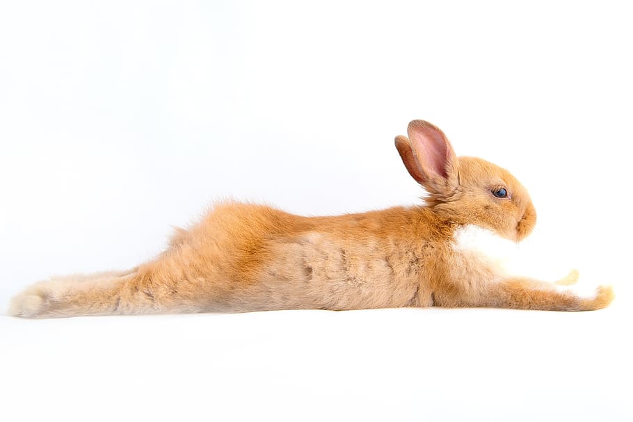 brown, white, rabbit, lying, surface, hare, easter, futrzaty, rodent, bunny