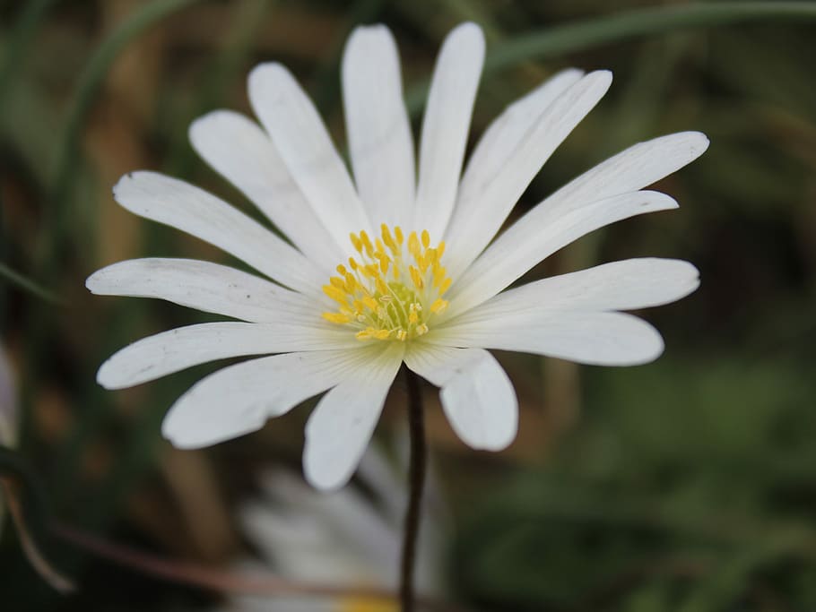 bloodroot, sanguinaria canadensis, Bloodroot, Sanguinaria Canadensis, blossom, bloom, spring, white, nature, white blossom, close