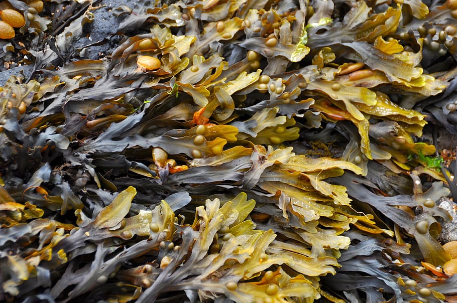 green-and-brown leaves, Seaweed, Beach, seaweed on beach, nature, close-up, food, backgrounds, yellow, animal themes