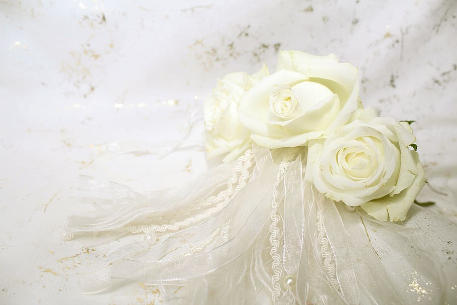 white, rose, ribbon lace, white rose, ribbon, lace, roses, blossom, bloom, background