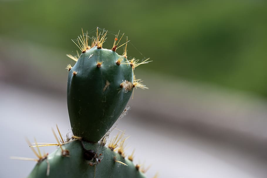 cactus, plant, france, nature, prickly, close-up, green color, thorn, succulent plant, spiked