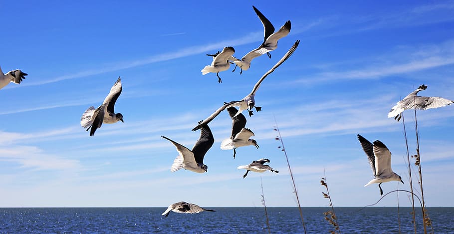 rebanho, branco, pássaros, céu, gaivotas, voando, aves aquáticas, praias de tampa, pássaro, vôo