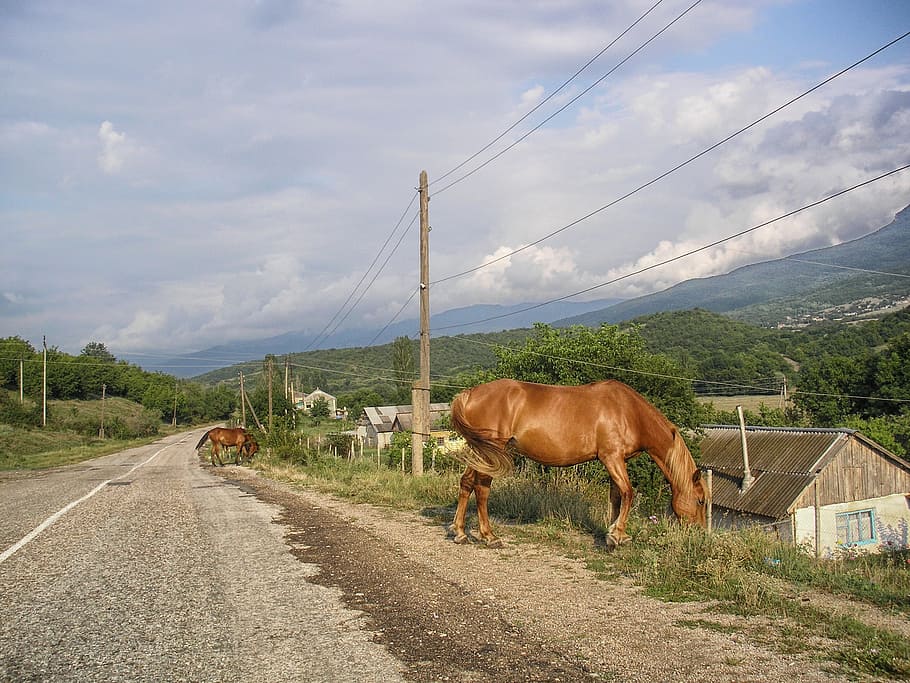 Turkey, Horses, Road, Mountains, landscape, scenic, grazing, eating, animals, sky