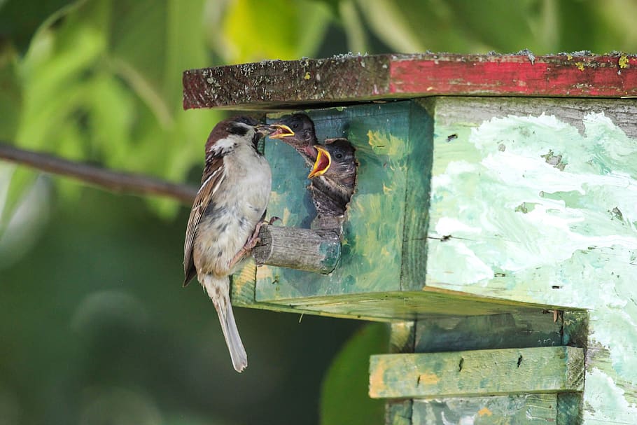 sperling, feed, boy, nest, bird, poultry, sparrows, house sparrow, food, bill