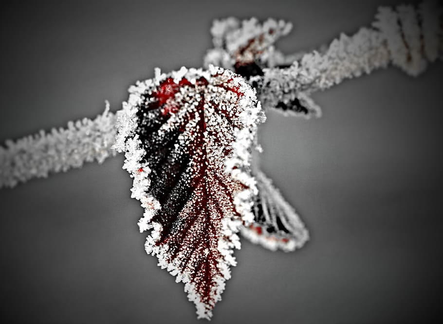 red, ovate leaf, covered, snow, leaf, frost, tree, winter, white, frozen leaf