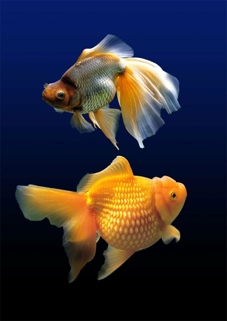 dos peces dorados naranjas, peces, acuarios, agua, bajo el agua, vida marina, natación, submarinos, temas de animales, animales salvajes