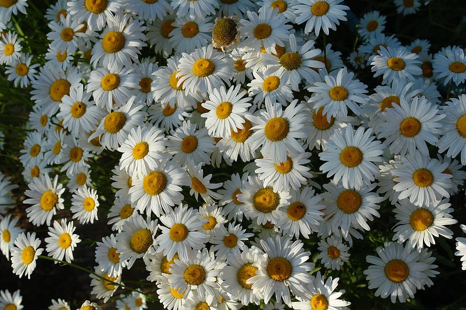 Flor de manzanilla de maíz. Bloom Mayweed. Las flores blancas en