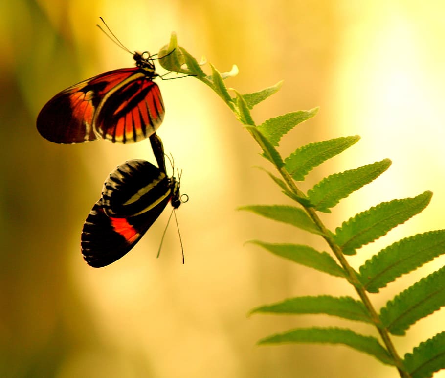 superficial, fotografía de enfoque, rojo, negro, mariposas, verde, hojas, mariposa, apareamiento, macro shot