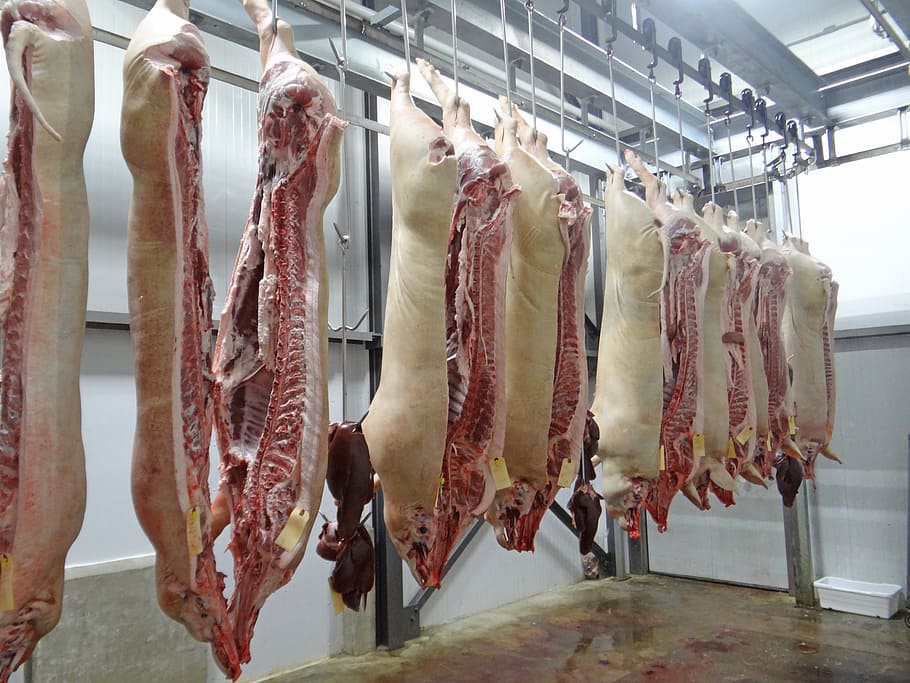 untitled, Pig, Pork, Slaughterhouse, Butcher, Meat, swine, food, slaughter house, raw Food