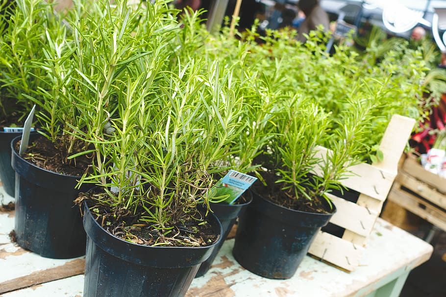 fresh, rosemary, market, healthy, herbs, outside, plant, nature, growth, gardening