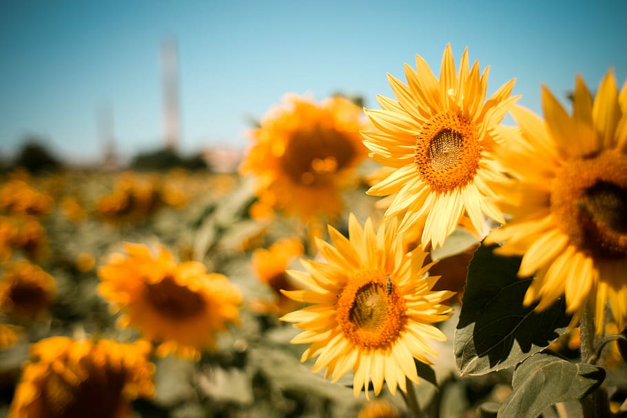 bidang bunga matahari, Bunga Matahari, Bidang, warna-warni, bunga, alam, musim panas, kuning, pertanian, tanaman