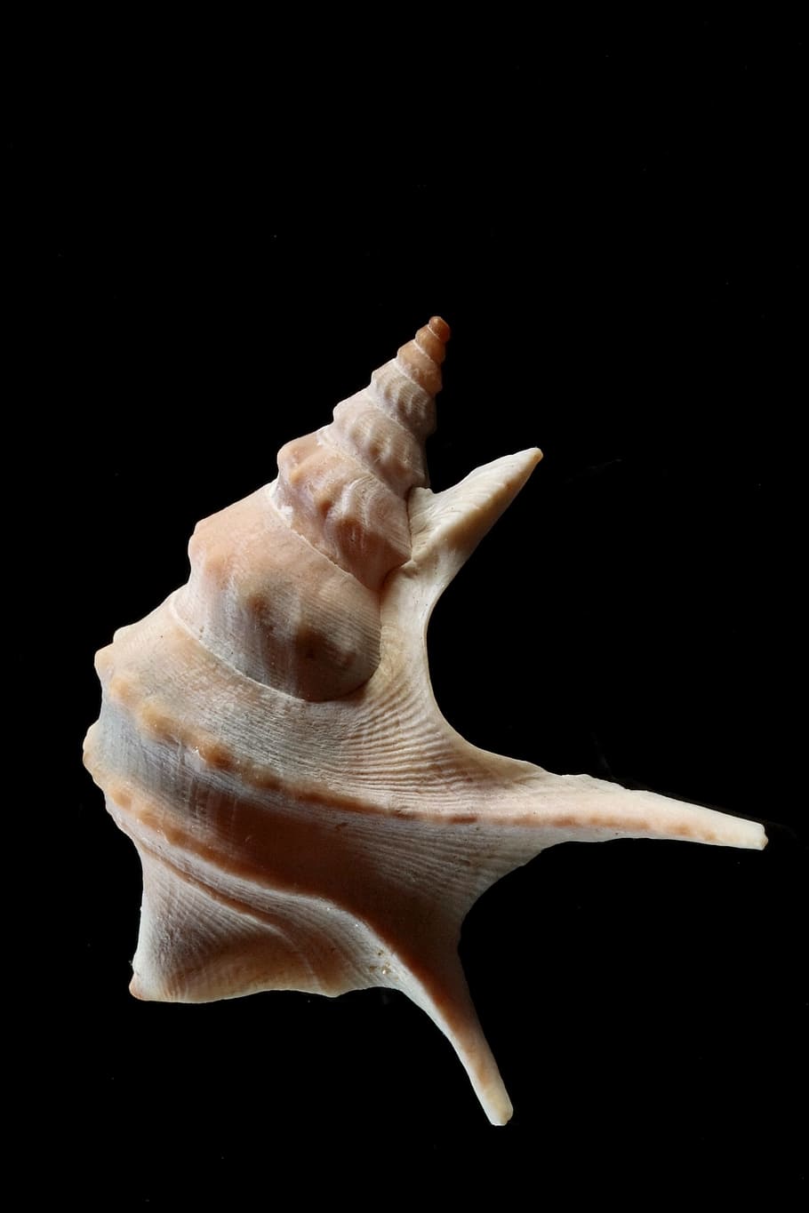 shell, snail, pelican foot, close, sea animal, black background, studio shot, indoors, close-up, food and drink