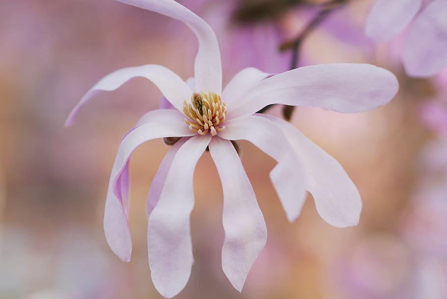 closeup, fotografi, putih, bunga magnolia, daun bunga, bunga, mekar, blur, alam, tanaman