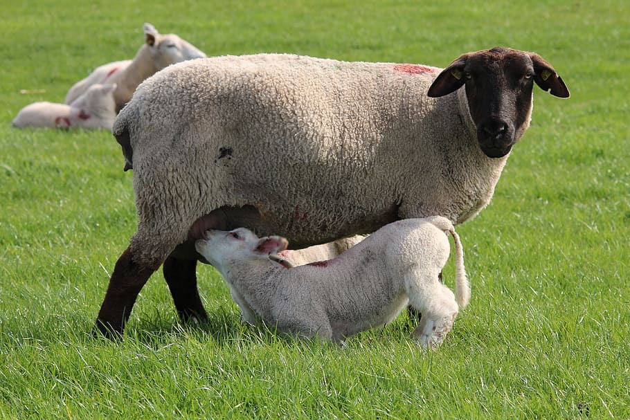 calf drinking milk, adult sheep, Sheep, Lamb, Cute, cheerful, happy, domestic sheep, infant, breastfeeding