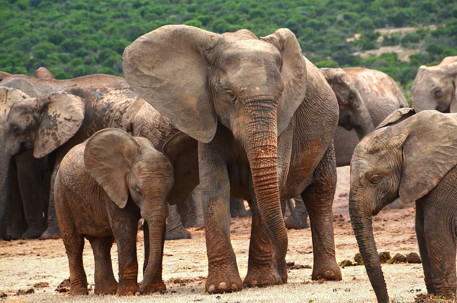 brown elephants, africa, elephant family, elephant, african bush elephant, pachyderm, herd of elephants, baby elephant, animal, animal themes