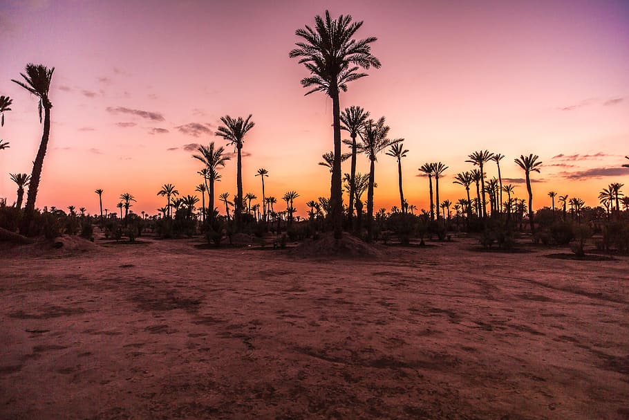 trees, brown, sand, Palm Trees, Sunset, Desert, Sand, palm, desert, morocco, morrocco