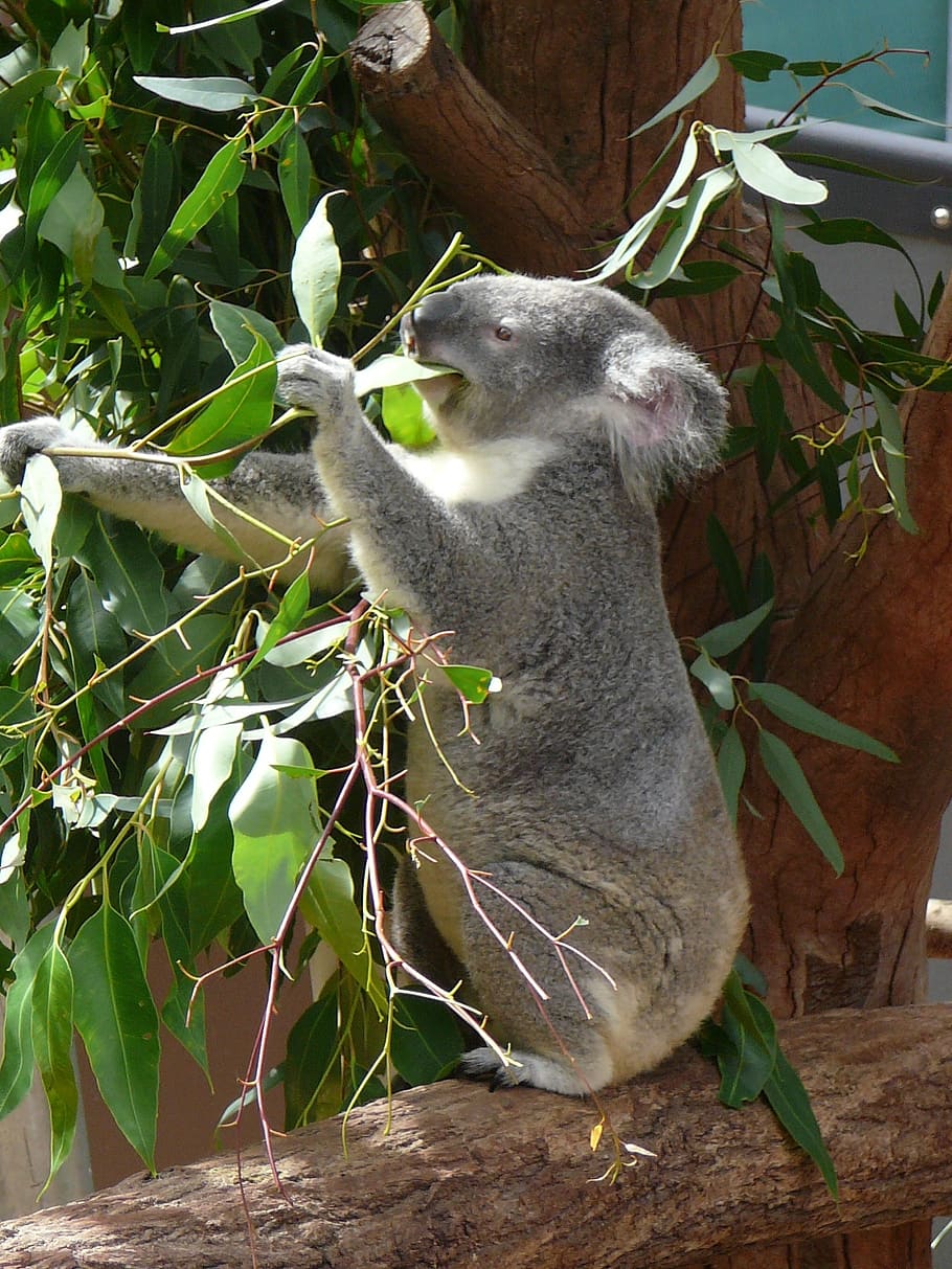 koala, australia, zoo, marsupial, wildlife, tree, eucalyptus, bear, mammal, cute