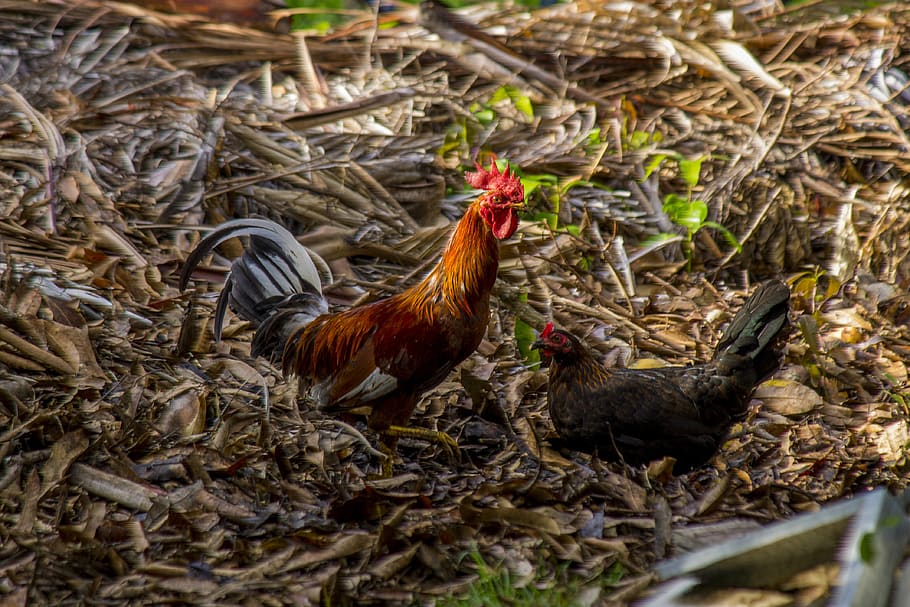 cock and hen, gallo, grass, ave, farm, chicken, animals, hen, field, bird