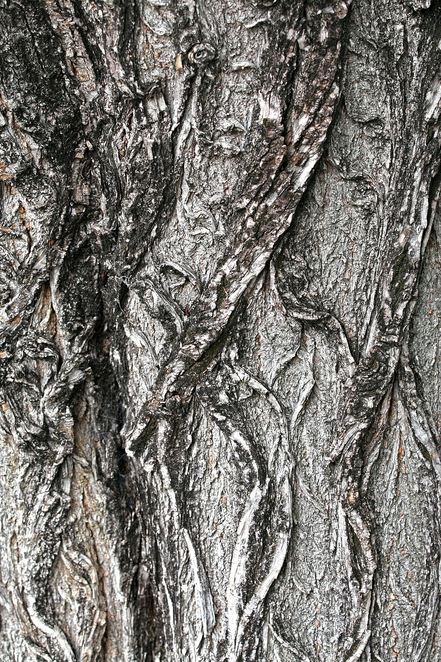 tree bark, tree, bark, wood, texture, pattern, brown, rough, natural, grunge