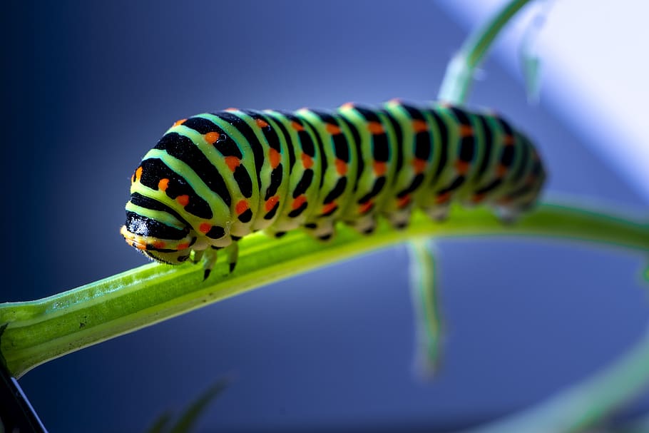 swallowtail caterpillar, caterpillar, butterfly, garden, animal themes, one animal, animal wildlife, animal, invertebrate, insect
