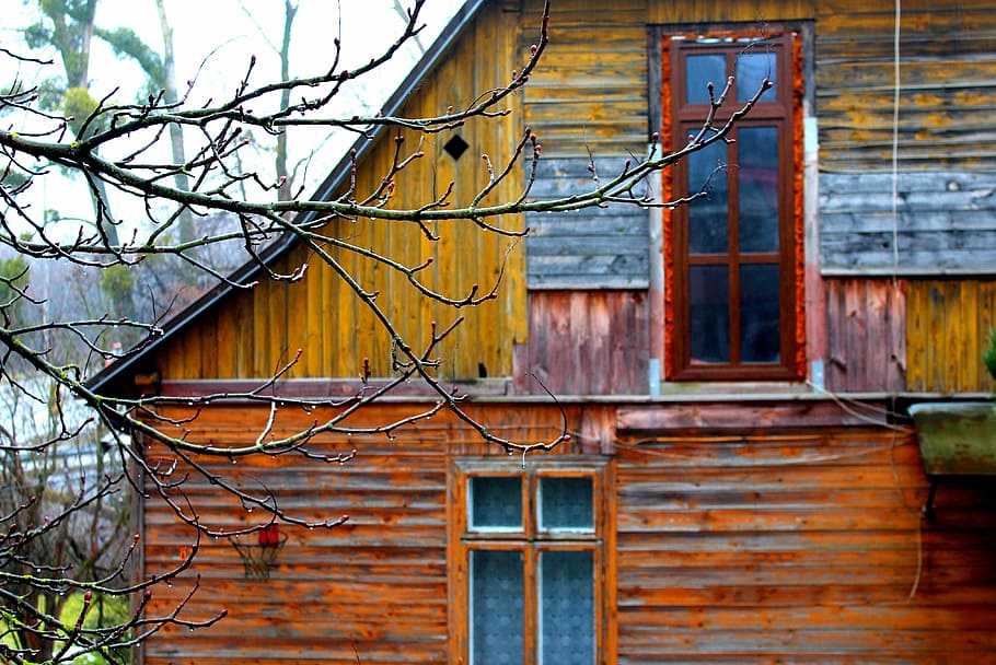 verde, folheado, árvore, frente, casa, velho, de madeira, janela, arquitetura, construção