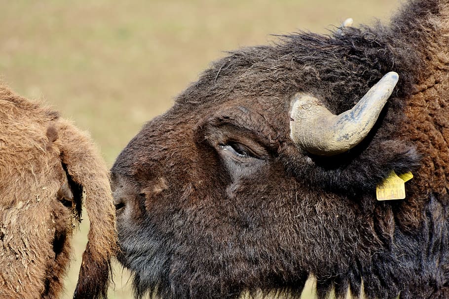 bison, kerbau, tanduk, bison Amerika, liar, ternak, daging sapi, kepala bison, besar-besaran, hewan
