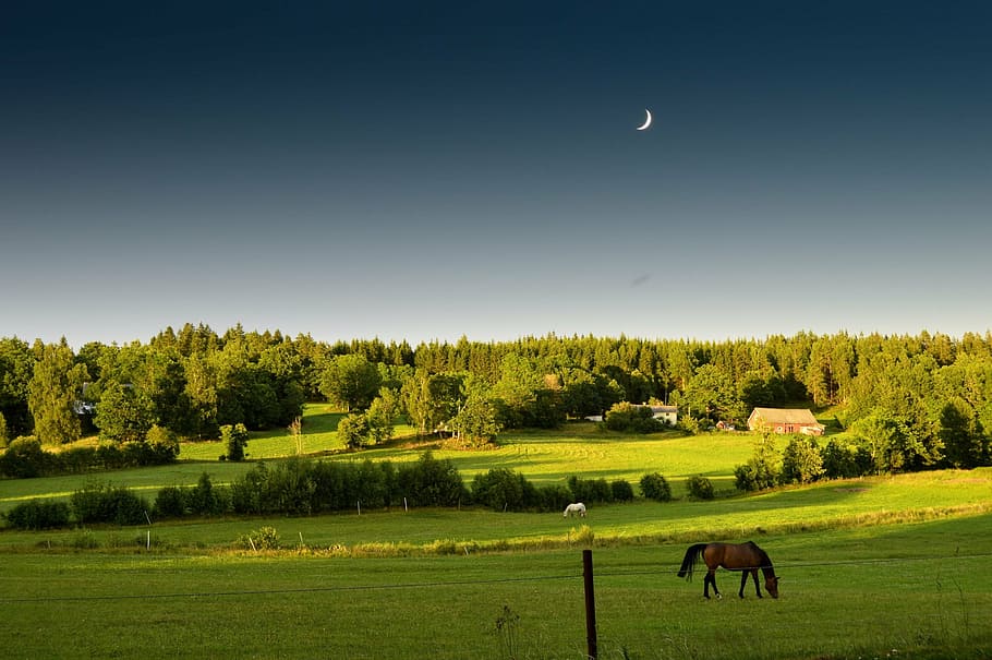 marrom, cavalo, alimentação, grama, campo, árvores, azul, céu, verão, pôr do sol