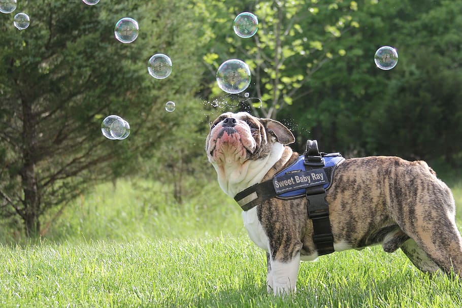 short-coated, brown, dog, standing, grass field, bubbles, bulldog, one animal, pets, bubble