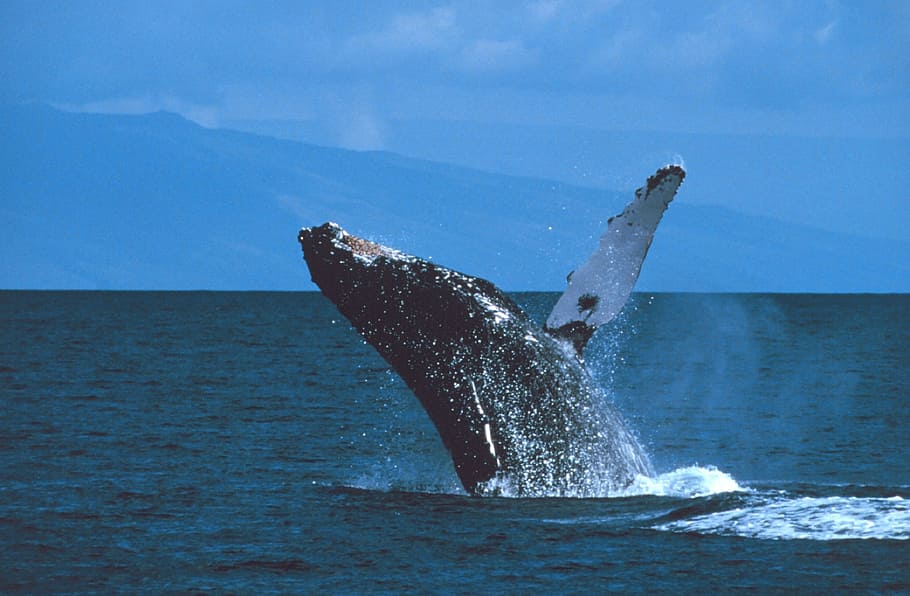 baleia, corpo, água, dia, baleia jubarte, violando, saltando, oceano, mamífero, marinha