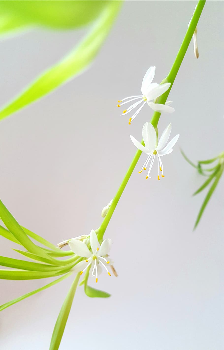 Chlorophytum comosum, pembersih udara, Feng Shui, minimalis, bunga putih, daun hijau, udara bersih, bernapas, interior, tanaman laba-laba