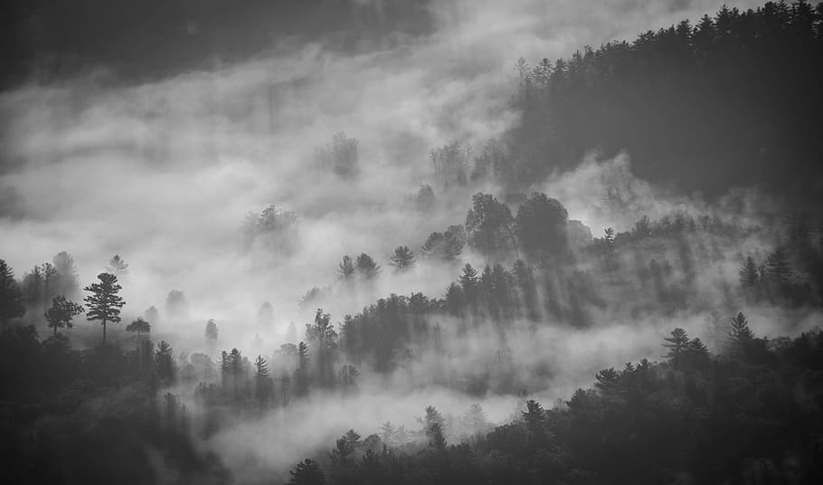 nature, trees, forest, fog, smoke, black, white, grayscale, black and white, tree