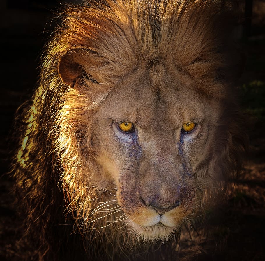 Retrato de león, león, sarcófago, sabana, salvaje, África, depredador, leo, animal, mamífero