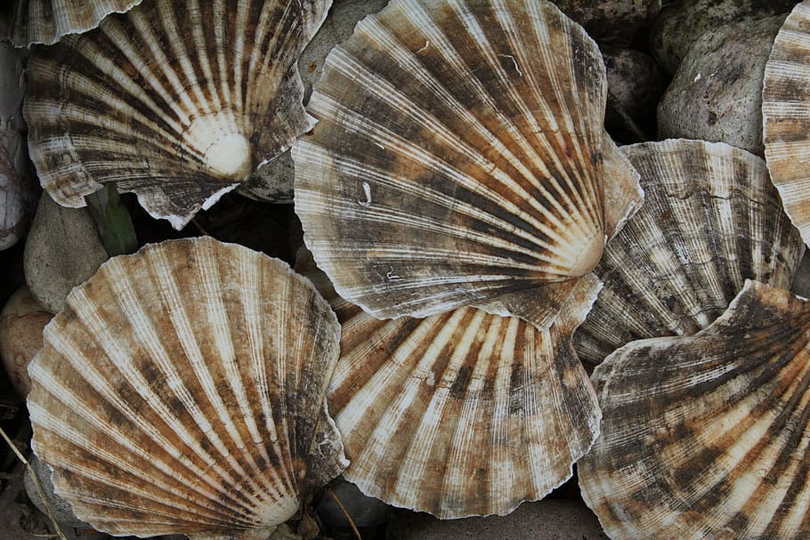 shell, scallop, casing, seashell, seaside, seashore, marine, seafood, ocean, mollusk