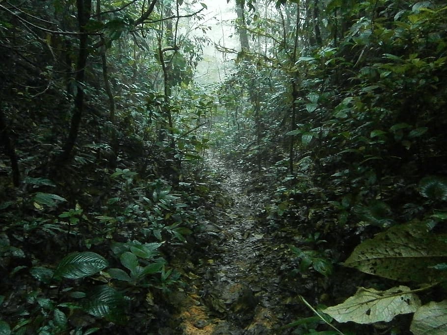 green forest, jungle, rain, tropical, trail, hiking, rainforest, forest, tree, land