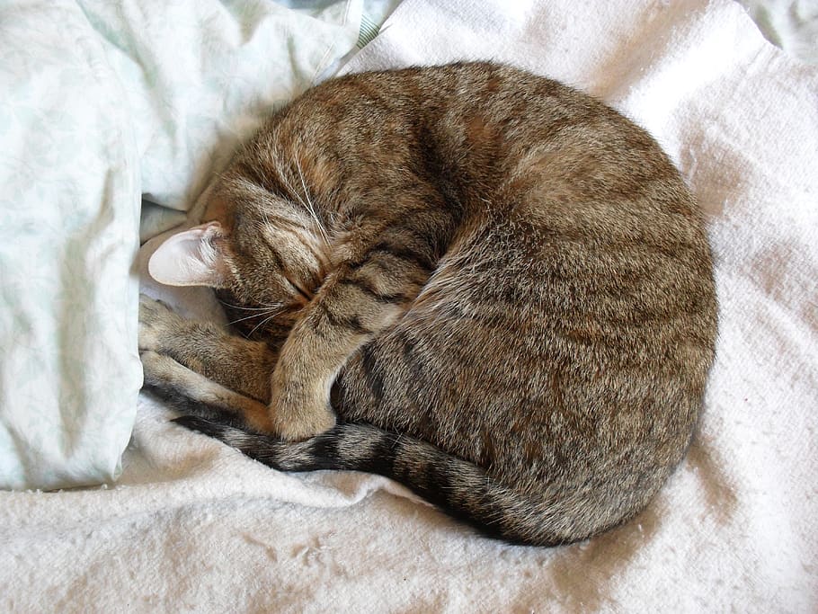 cat, sleep, cat sleeping, rest, nap, domestic cat, feline, pets, domestic, domestic animals
