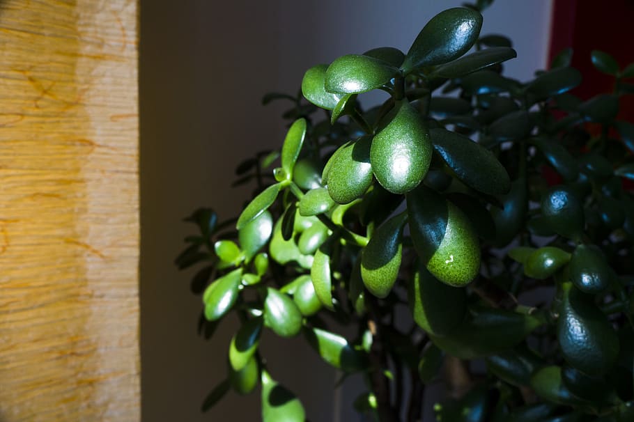 jade, plant, succulent, green, nature, houseplant, food, food and drink, freshness, healthy eating